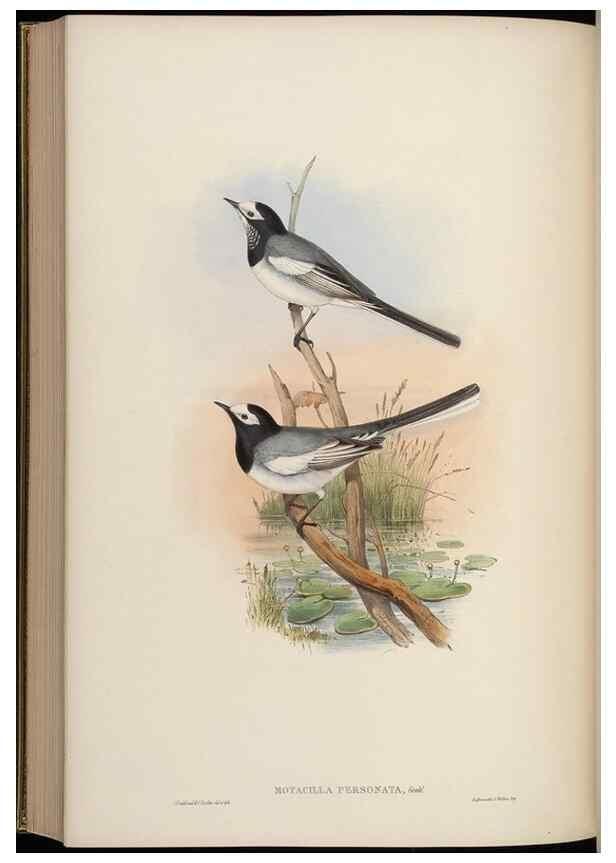 Reproducción/Reproduction 48629933043: Birds of Asia / by John Gould.. London :Printed by Taylor and Francis, pub. by the author,1850-1883.. 