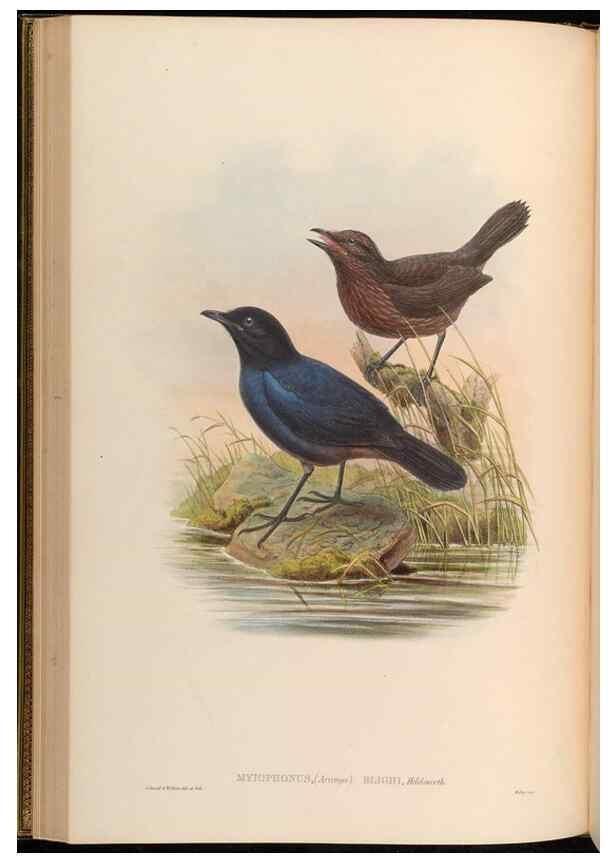 Reproducción/Reproduction 48630326867: Birds of Asia / by John Gould.. London :Printed by Taylor and Francis, pub. by the author,1850-1883.. 