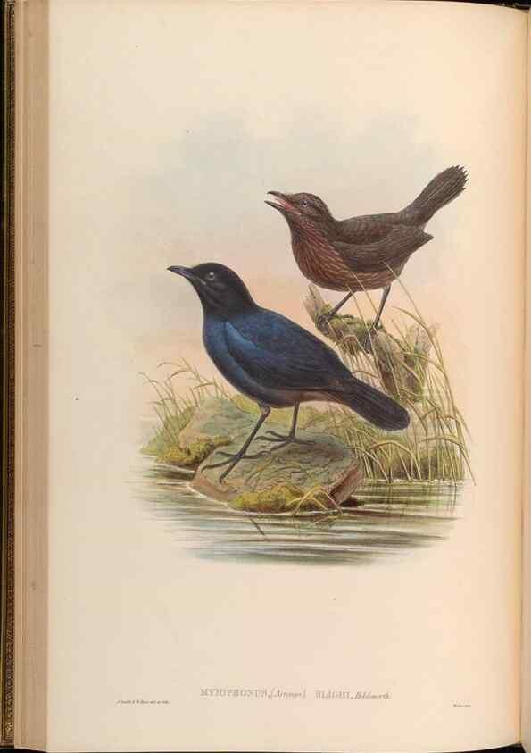 Reproducción/Reproduction 48630326867: Birds of Asia / by John Gould.. London :Printed by Taylor and Francis, pub. by the author,1850-1883.. 