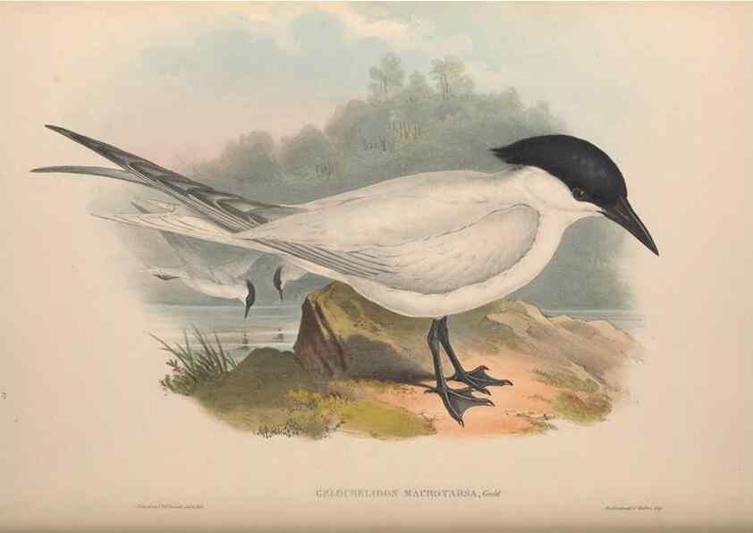 Reproducción/Reproduction 36176327694: The birds of Australia, supplement /. London :Printed by Taylor and Francis ... published by the author ...,[1851]-1869.