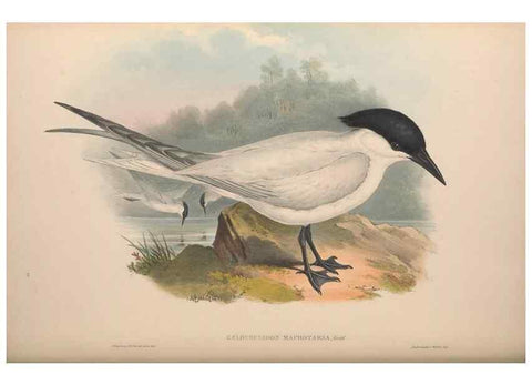 Reproducción/Reproduction 36176327694: The birds of Australia, supplement /. London :Printed by Taylor and Francis ... published by the author ...,[1851]-1869.