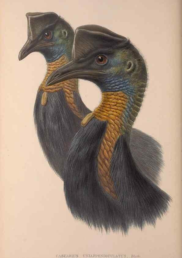 Reproducción/Reproduction 36614994890: The birds of Australia, supplement /. London :Printed by Taylor and Francis ... published by the author ...,[1851]-1869.
