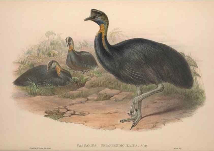 Reproducción/Reproduction 37012161095: The birds of Australia, supplement /. London :Printed by Taylor and Francis ... published by the author ...,[1851]-1869.