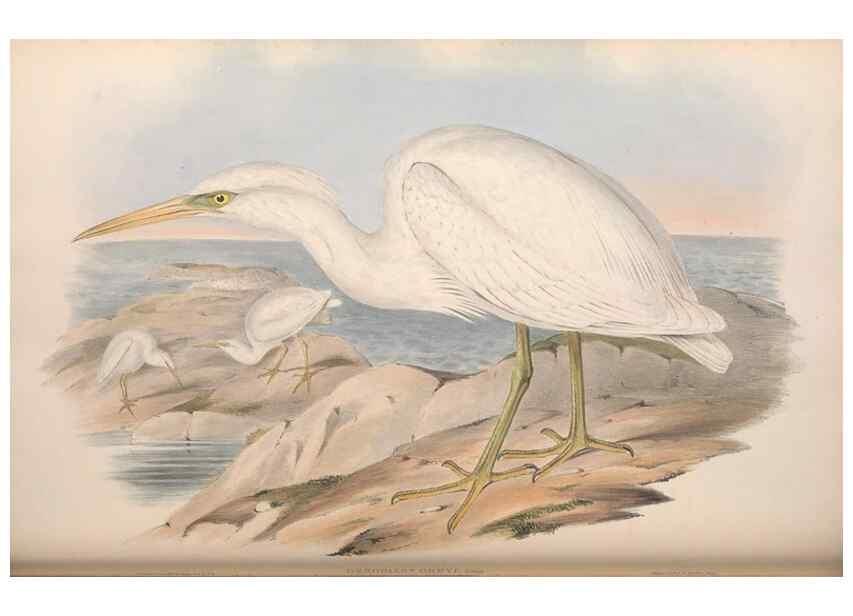 Reproducción/Reproduction 36118104874: The birds of Australia.. London,Printed by R. and J. E. Taylor; pub. by the author,[1840]-48.