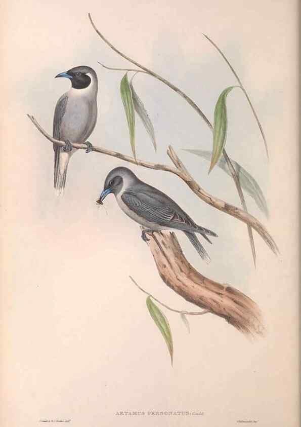 Reproducción/Reproduction 36811856911: The birds of Australia.. London,Printed by R. and J. E. Taylor; pub. by the author,[1840]-48.