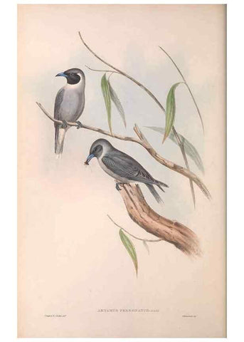 Reproducción/Reproduction 36811856911: The birds of Australia.. London,Printed by R. and J. E. Taylor; pub. by the author,[1840]-48.