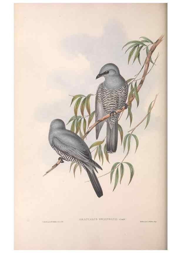 Reproducción/Reproduction 36811906791: The birds of Australia.. London,Printed by R. and J. E. Taylor; pub. by the author,[1840]-48.