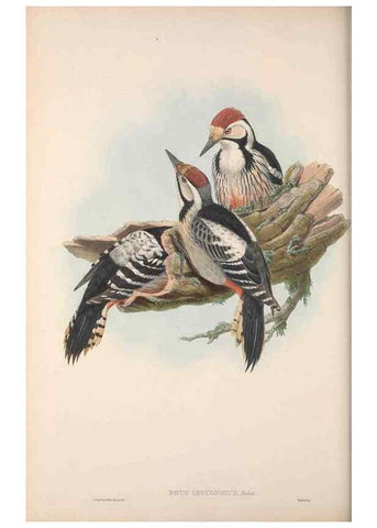 Reproducción/Reproduction 48914840986: The birds of Great Britain. London :Printed by Taylor and Francis, published by the author,1873.. 