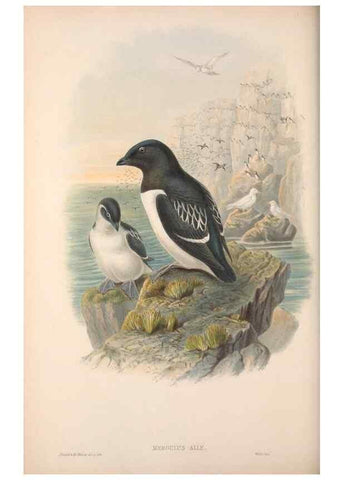 Reproducción/Reproduction 48915096171: The birds of Great Britain. London :Printed by Taylor and Francis, published by the author,1873.. 