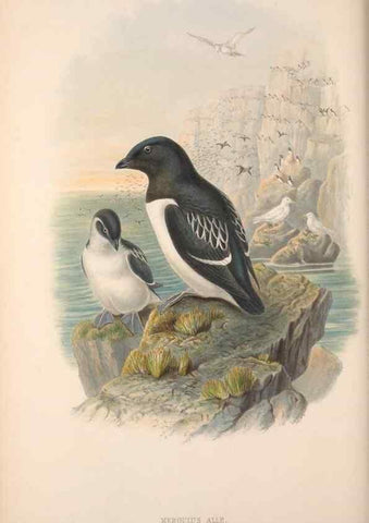 Reproducción/Reproduction 48915096171: The birds of Great Britain. London :Printed by Taylor and Francis, published by the author,1873.. 