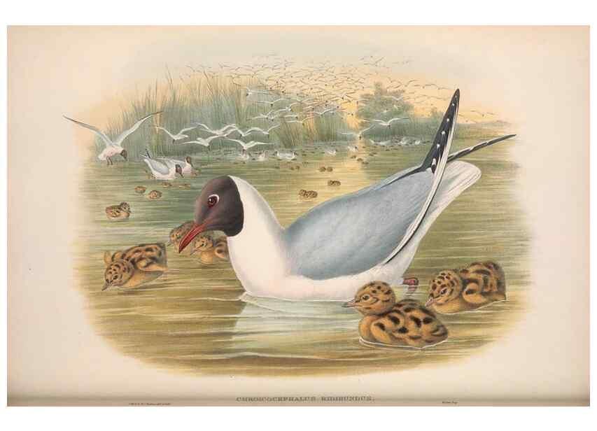 Reproducción/Reproduction 48915305207: The birds of Great Britain. London :Printed by Taylor and Francis, published by the author,1873.. 