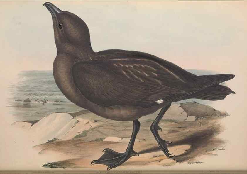 Reproducción/Reproduction 36144683393: The birds of Australia.. London,Printed by R. and J. E. Taylor; pub. by the author,[1840]-48.