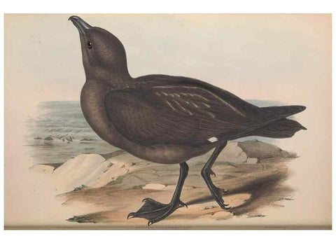 Reproducción/Reproduction 36144683393: The birds of Australia.. London,Printed by R. and J. E. Taylor; pub. by the author,[1840]-48.