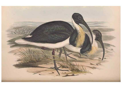 Reproducción/Reproduction 36813012401: The birds of Australia.. London,Printed by R. and J. E. Taylor; pub. by the author,[1840]-48.