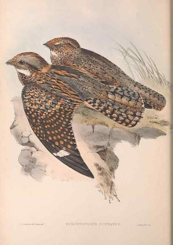 Reproducción/Reproduction 36555170750: The birds of Australia.. London,Printed by R. and J. E. Taylor; pub. by the author,[1840]-48.