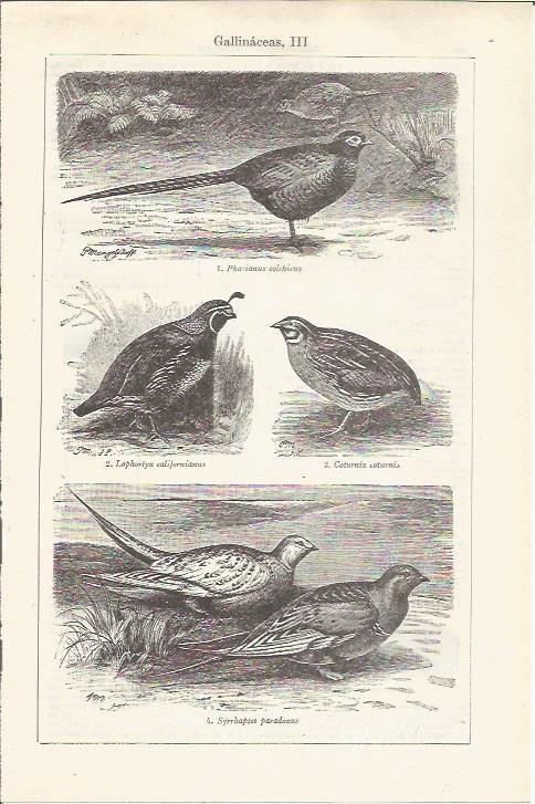 LAMINA ESPASA 37501: Especies de gallinaceas