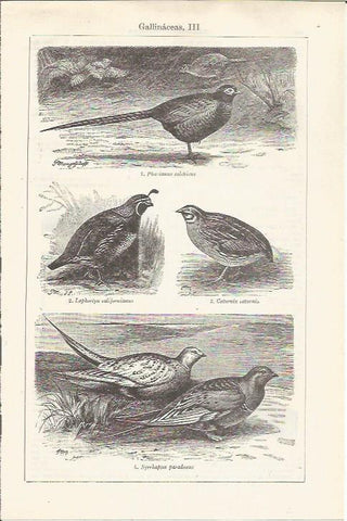 LAMINA ESPASA 37501: Especies de gallinaceas