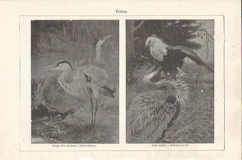 LAMINA ESPASA 37567: Garza