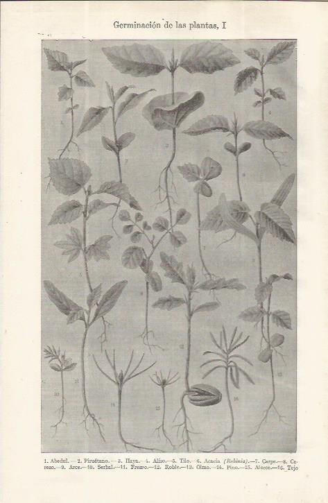 LAMINA ESPASA 37639: Germinacion de plantas
