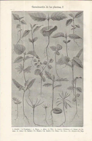 LAMINA ESPASA 37639: Germinacion de plantas