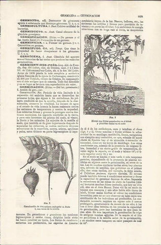 LAMINA ESPASA 37638: Germinacion y fruto del mango