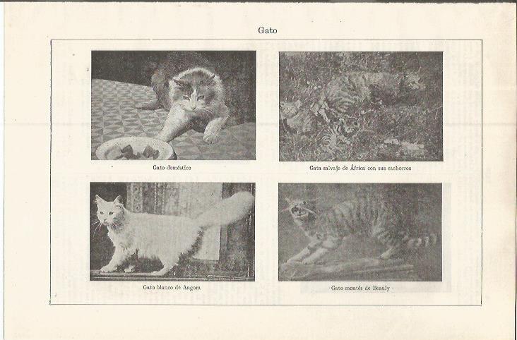 LAMINA ESPASA 37579: Especies de gato