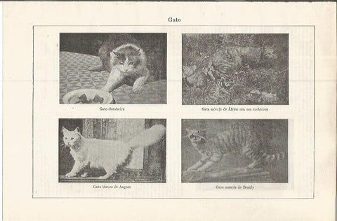 LAMINA ESPASA 37579: Especies de gato