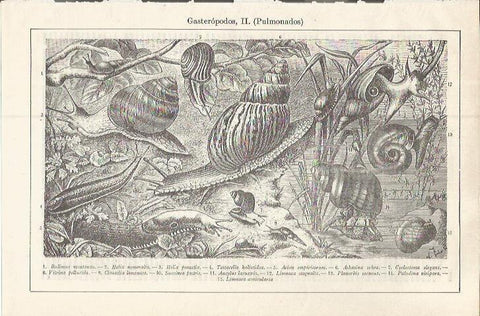 LAMINA ESPASA 37577: Gasteropodos pulmonados