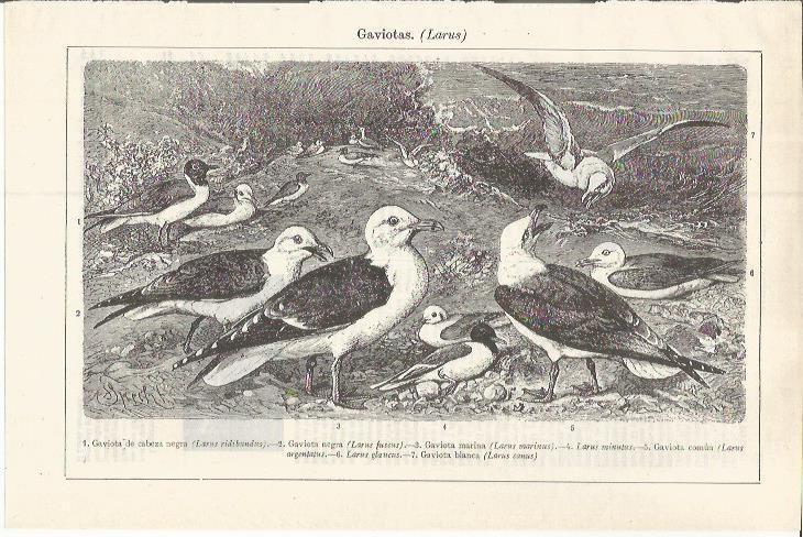 LAMINA ESPASA 37592: Gaviotas
