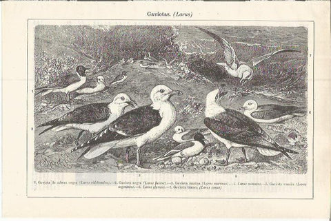 LAMINA ESPASA 37592: Gaviotas