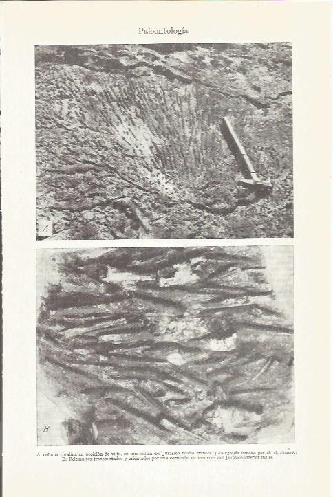 LAMINA ESPASA 37341: Colonia coralina