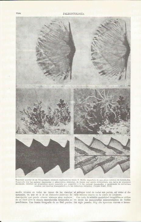 LAMINA ESPASA 37340: Paleontologia