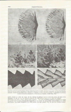 LAMINA ESPASA 37340: Paleontologia