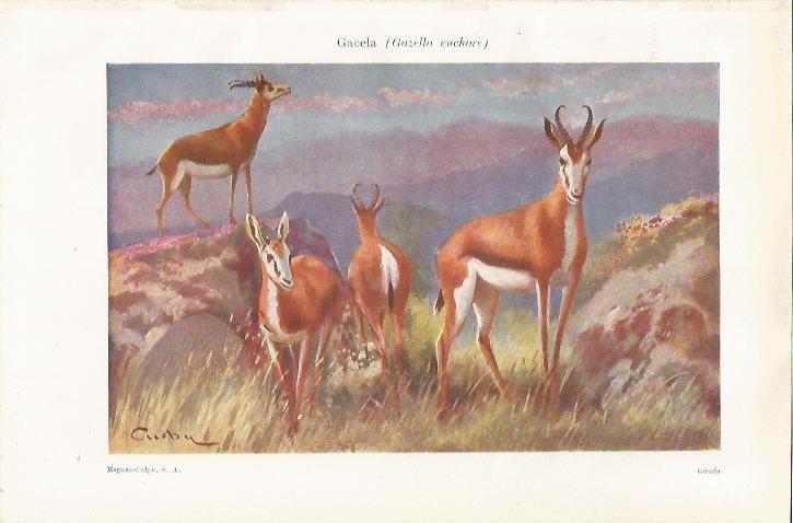 LAMINA ESPASA 37437: Gazella euchore
