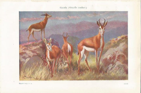 LAMINA ESPASA 37437: Gazella euchore