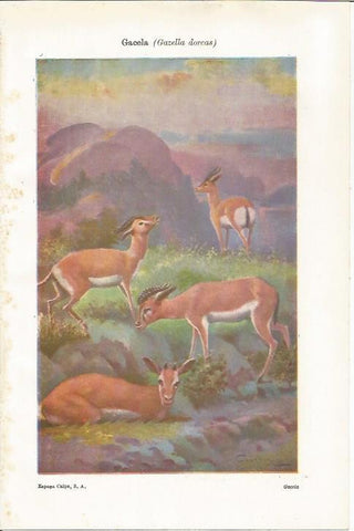 LAMINA ESPASA 37436: Gacela