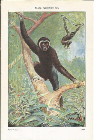LAMINA ESPASA 37445: Gibon