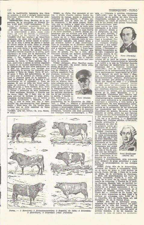 LAMINA 51612: Especies de toros