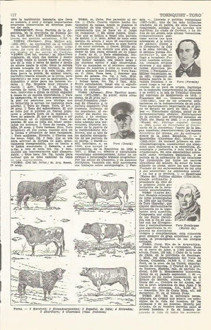 LAMINA 51612: Especies de toros