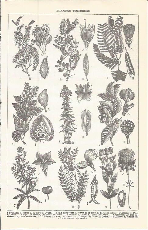 LAMINA 51607: Plantas tintoreras