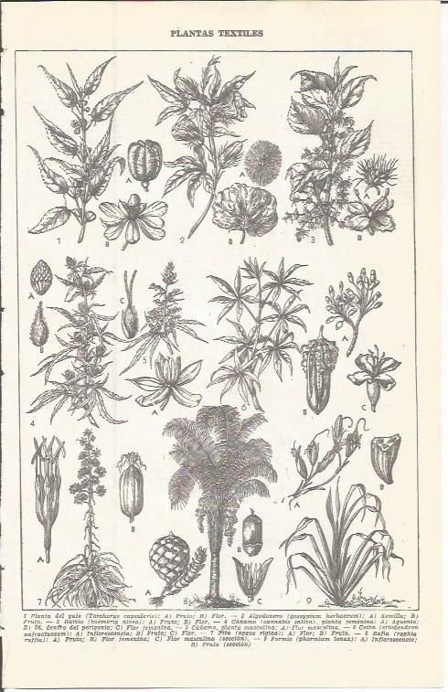 LAMINA 51602: Plantas textiles