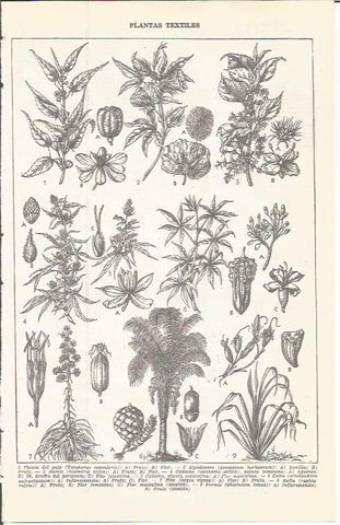 LAMINA 51602: Plantas textiles