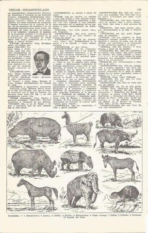 LAMINA 51617: Animales ungulados