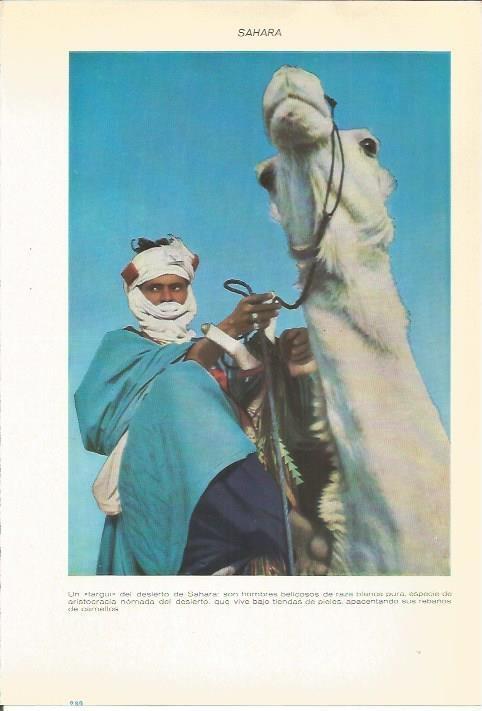 LAMINA 51551: Targui del Sahara