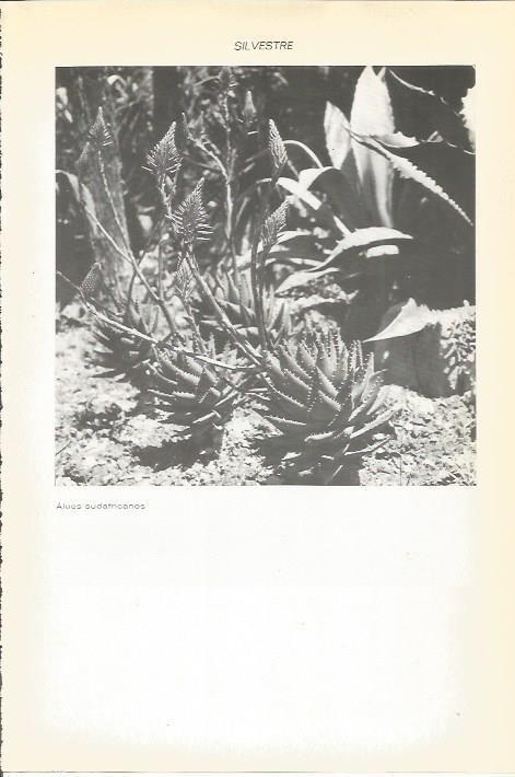 LAMINA 51591: Aloes sudafricanos
