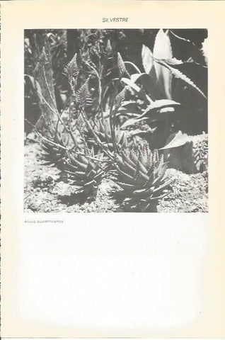 LAMINA 51591: Aloes sudafricanos