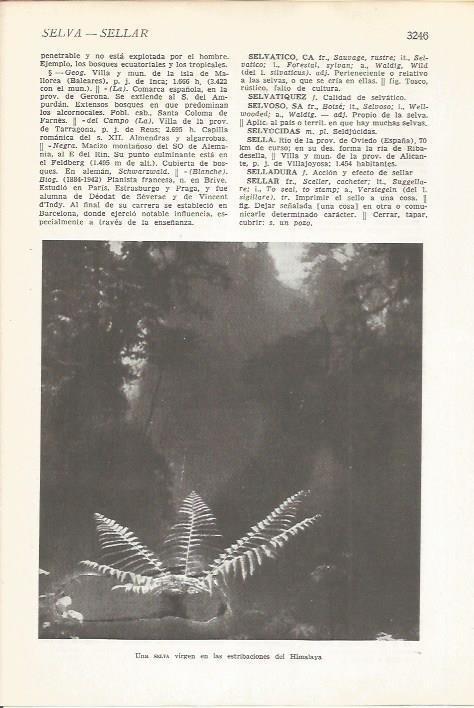 LAMINA 51576: Selva del Himalaya