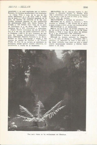 LAMINA 51576: Selva del Himalaya