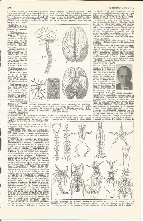 LAMINA 51710: Sistema nervioso del ser humano