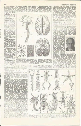 LAMINA 51710: Sistema nervioso del ser humano